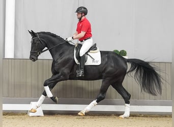 Westfalisk häst, Sto, 4 år, 173 cm, Rökfärgad svart