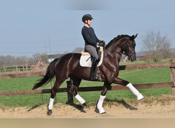 Westfalisk häst, Sto, 4 år, 173 cm, Svart