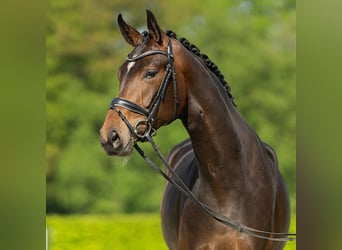 Westfalisk häst, Sto, 4 år, 174 cm, Brun