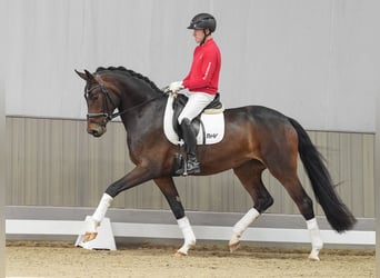 Westfalisk häst, Sto, 4 år, 174 cm, Brun