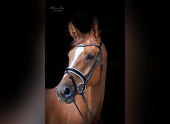 Westfalisk häst, Sto, 4 år, 174 cm, fux