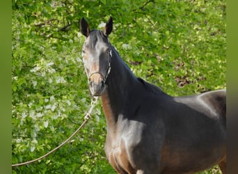 Westfalisk häst, Sto, 4 år, 176 cm, Mörkbrun