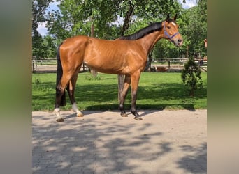 Westfalisk häst, Sto, 4 år