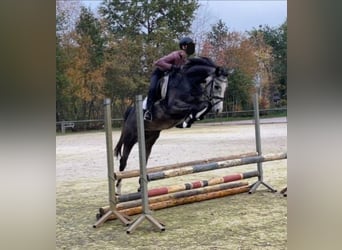 Westfale, Stute, 5 Jahre, 160 cm, Blauschimmel