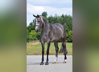 Westfale, Stute, 5 Jahre, 160 cm, Blauschimmel