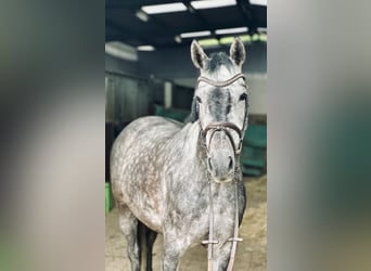 Westfalisk häst, Sto, 5 år, 160 cm, Grå
