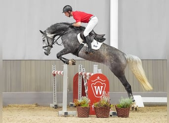Westfalisk häst, Sto, 5 år, 163 cm, Grå