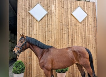 Westfalisk häst, Sto, 5 år, 164 cm, Brun