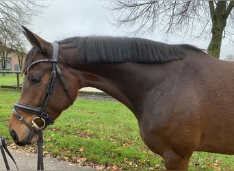 Westfalisk häst, Sto, 5 år, 164 cm, Mörkbrun