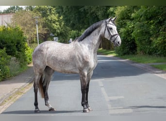 Westfalisk häst, Sto, 5 år, 165 cm, Grå