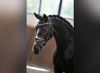 Westfalisk häst, Sto, 5 år, 165 cm, Mörkbrun