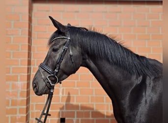 Westfalisk häst, Sto, 5 år, 165 cm, Svart