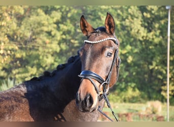 Westfalisk häst, Sto, 5 år, 166 cm, Brun