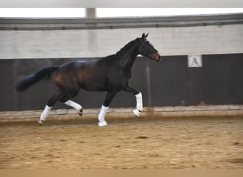 Westfalisk häst, Sto, 5 år, 166 cm, Brun