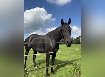 Westfalisk häst, Sto, 5 år, 166 cm, Svart