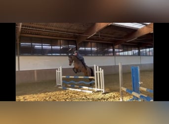 Westfalisk häst, Sto, 5 år, 167 cm, Brun