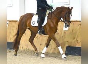Westfalisk häst, Sto, 5 år, 167 cm, fux