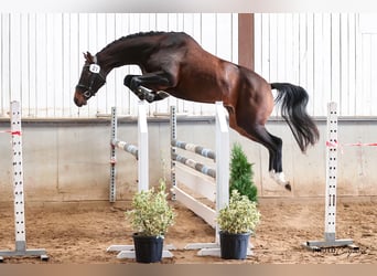 Westfalisk häst, Sto, 5 år, 168 cm, Brun