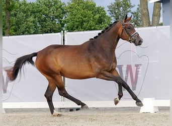 Westfalisk häst, Sto, 5 år, 169 cm, Brun