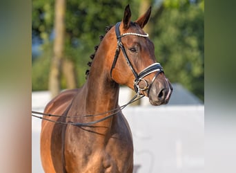 Westfalisk häst, Sto, 5 år, 169 cm, Brun