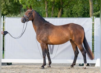 Westfalisk häst, Sto, 5 år, 169 cm, Brun