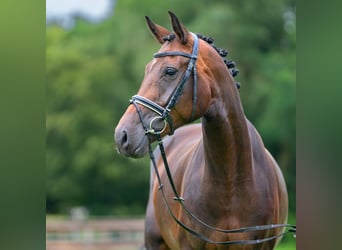 Westfalisk häst, Sto, 5 år, 169 cm, Mörkbrun