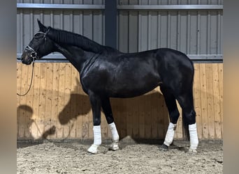 Westfalisk häst, Sto, 5 år, 170 cm, Mörkbrun