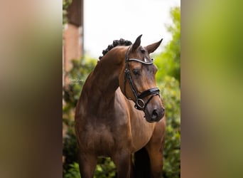 Westfalisk häst, Sto, 5 år, 170 cm, Mörkbrun