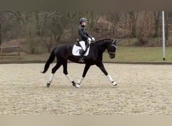 Westfalisk häst, Sto, 5 år, 170 cm, Rökfärgad svart