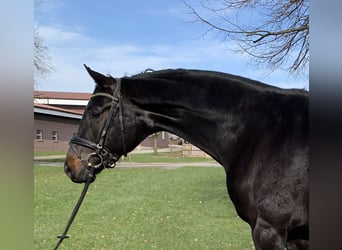 Westfalisk häst, Sto, 5 år, 172 cm, Rökfärgad svart
