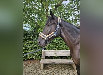 Westfalisk häst, Sto, 5 år, 174 cm, Svart