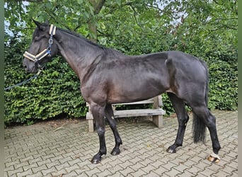 Westfalisk häst, Sto, 5 år, 174 cm, Svart