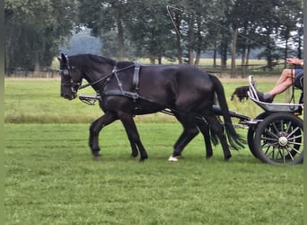 Westfalisk häst, Sto, 5 år, 174 cm, Svart