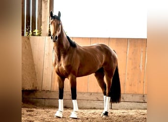Westfalisk häst, Sto, 5 år, 175 cm, Brun