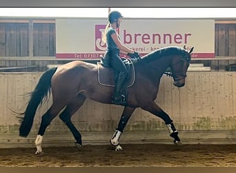 Westfalisk häst, Sto, 5 år, 175 cm, Brun