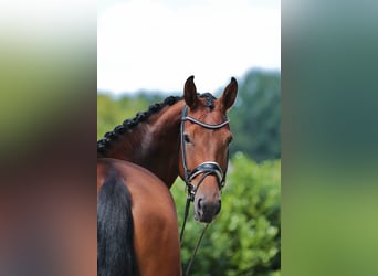 Westfalisk häst, Sto, 5 år, 178 cm, Brun