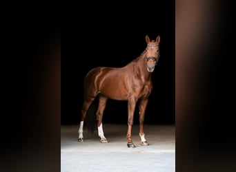 Westfalisk häst, Sto, 5 år, 178 cm, Fux