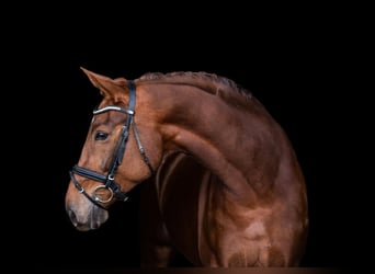 Westfalisk häst, Sto, 5 år, 178 cm, Fux