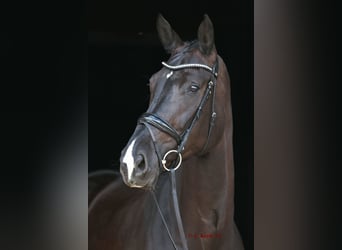 Westfalisk häst, Sto, 5 år, 178 cm, Svart