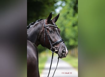 Westfalisk häst, Sto, 5 år, 180 cm, Svart