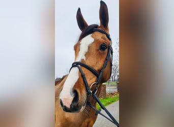 Westfalisk häst, Sto, 5 år, Brun