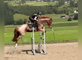 Westfalisk häst, Sto, 6 år, 154 cm, Rödskimmel