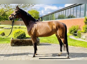 Westfalisk häst, Sto, 6 år, 166 cm, Brun