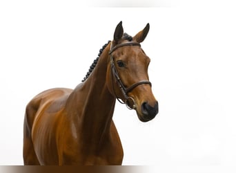 Westfalisk häst, Sto, 6 år, 167 cm, Brun