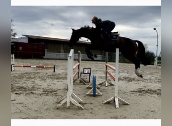 Westfalisk häst, Sto, 6 år, 168 cm, Mörkbrun