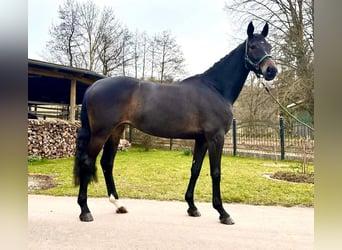 Westfalisk häst, Sto, 6 år, 168 cm, Rökfärgad svart