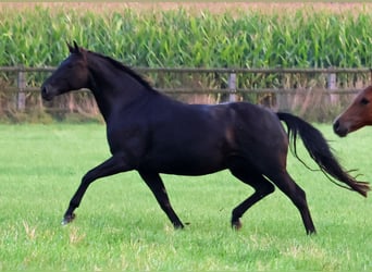 Westfalisk häst, Sto, 6 år, 168 cm, Svart