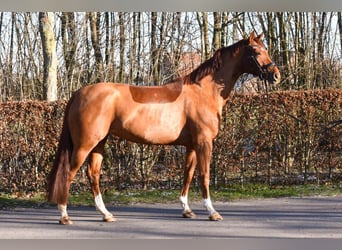 Westfalisk häst, Sto, 6 år, 169 cm, fux