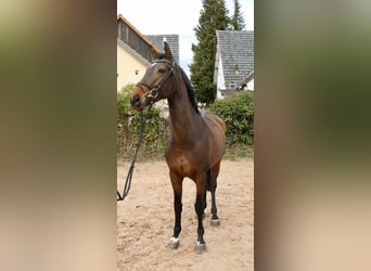 Westfalisk häst, Sto, 6 år, 170 cm, Brun
