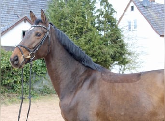 Westfalisk häst, Sto, 6 år, 170 cm, Brun